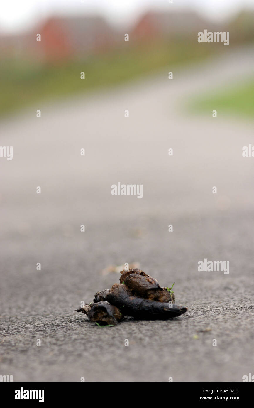 Dog mess on pavement Stock Photo Alamy