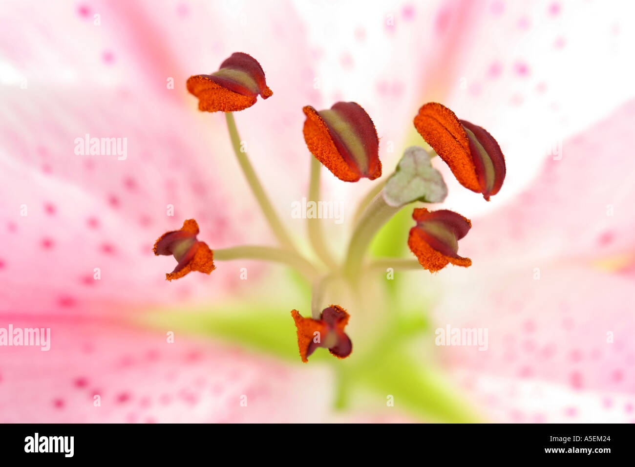 Pink Sorbonne lily with stamen  Stock Photo