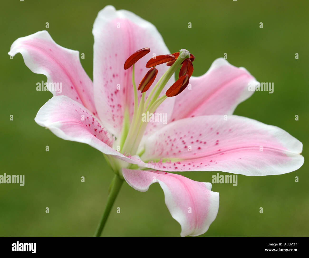 Pink Sorbonne lily  Stock Photo