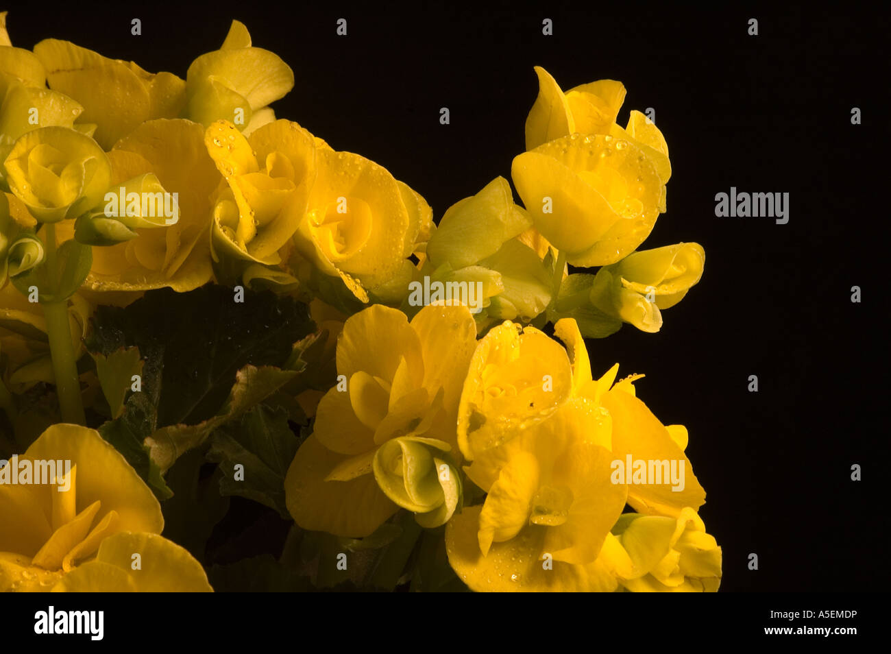 Begonia (Begoniaceae) Stock Photo