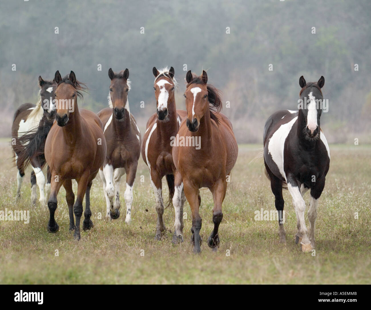 Herd of American Paint Quarter Horse mares run toward us Stock Photo