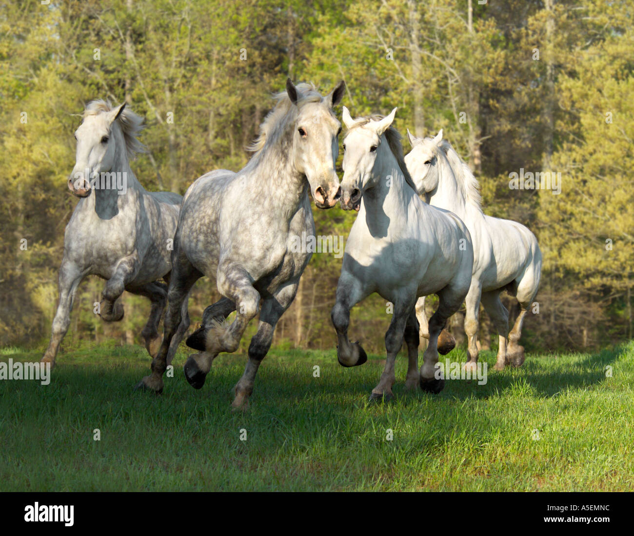 Herd of four Percheron Draft Horses gallop at us in hilly green Stock ...