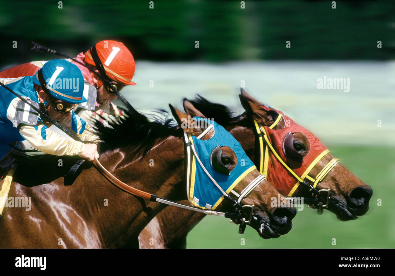 Thoroughbred horse racing at the finish Stock Photo - Alamy