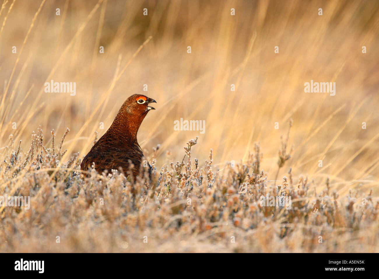 Red grouse Lagopus lagopus scoticus male among frost encrusted grasses in warm light calling and displaying red eyebrows Stock Photo