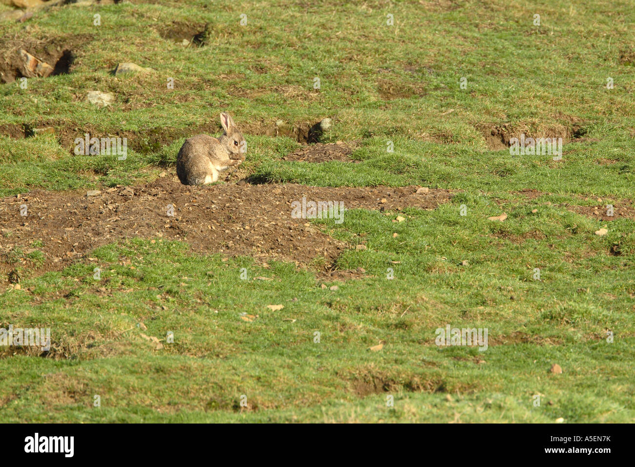 Wild rabbit Oryctolagus cuniculus grooming outside of burrow showing