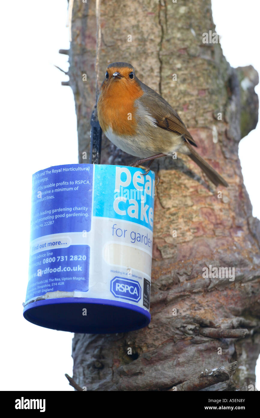 Robin Erithacus rubecula on bird cake at garden feeding station Stock Photo