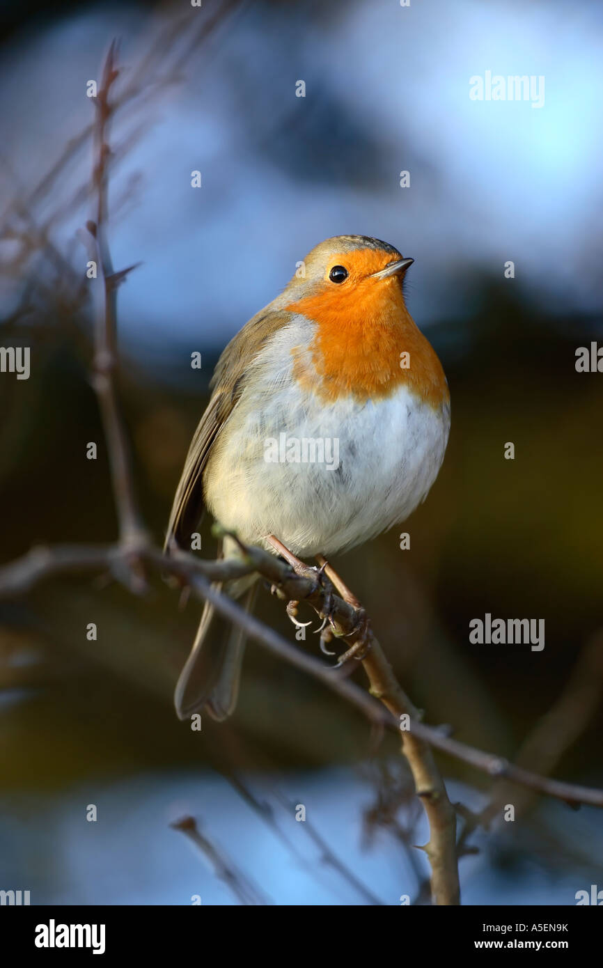 Robin Erithacus rubecula perched on twig in shrub Stock Photo - Alamy