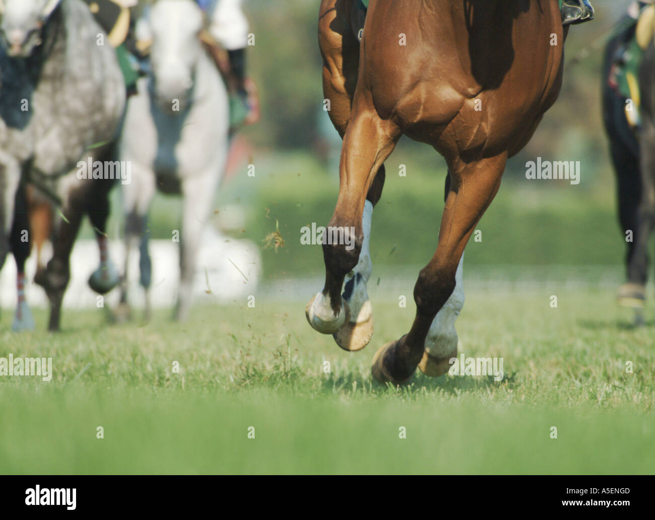 Close up of legs and hooves as race horses run at us on turf Stock Photo