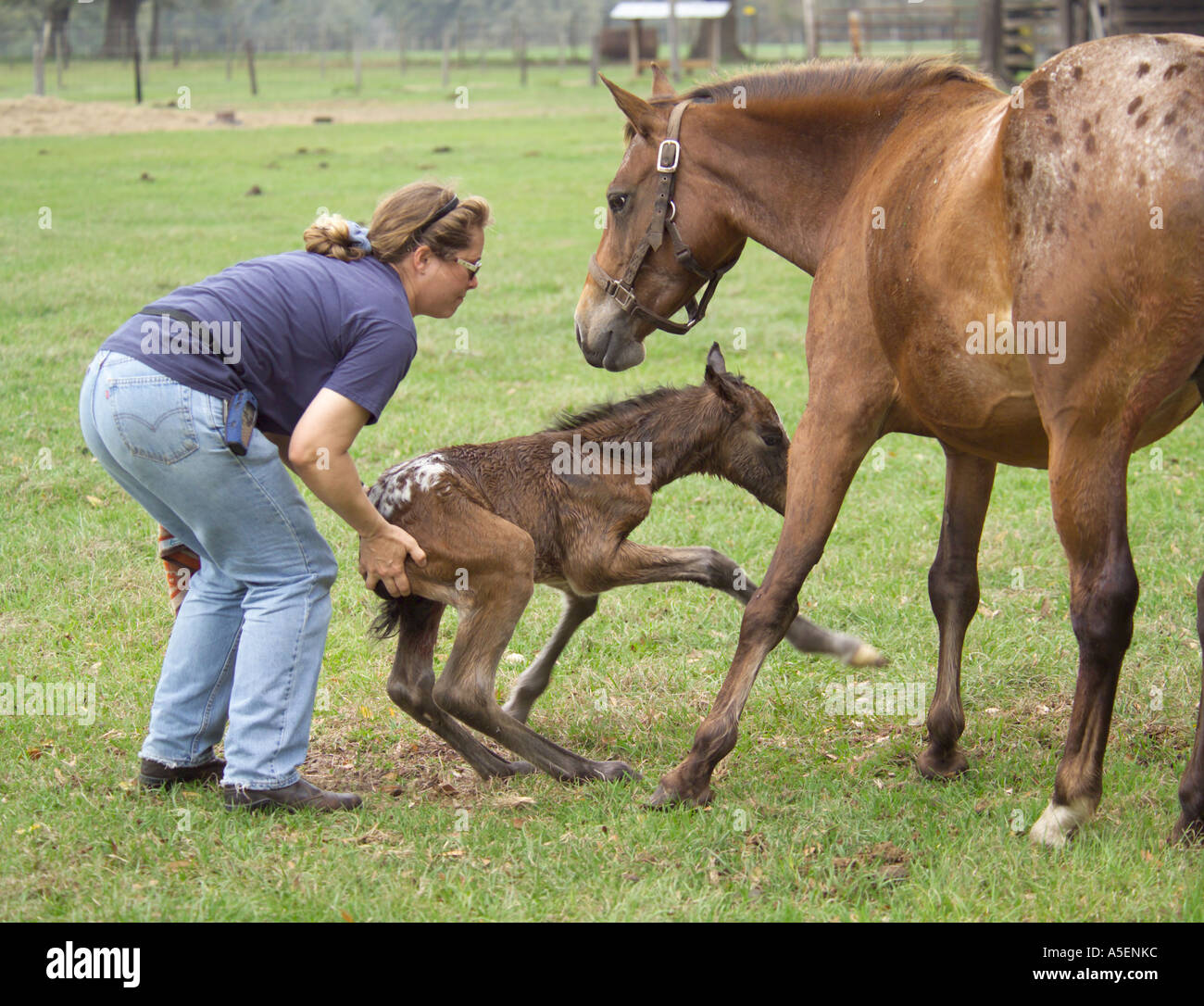 Appaloosa baby equine foal horse newborn hi-res stock photography and  images - Alamy