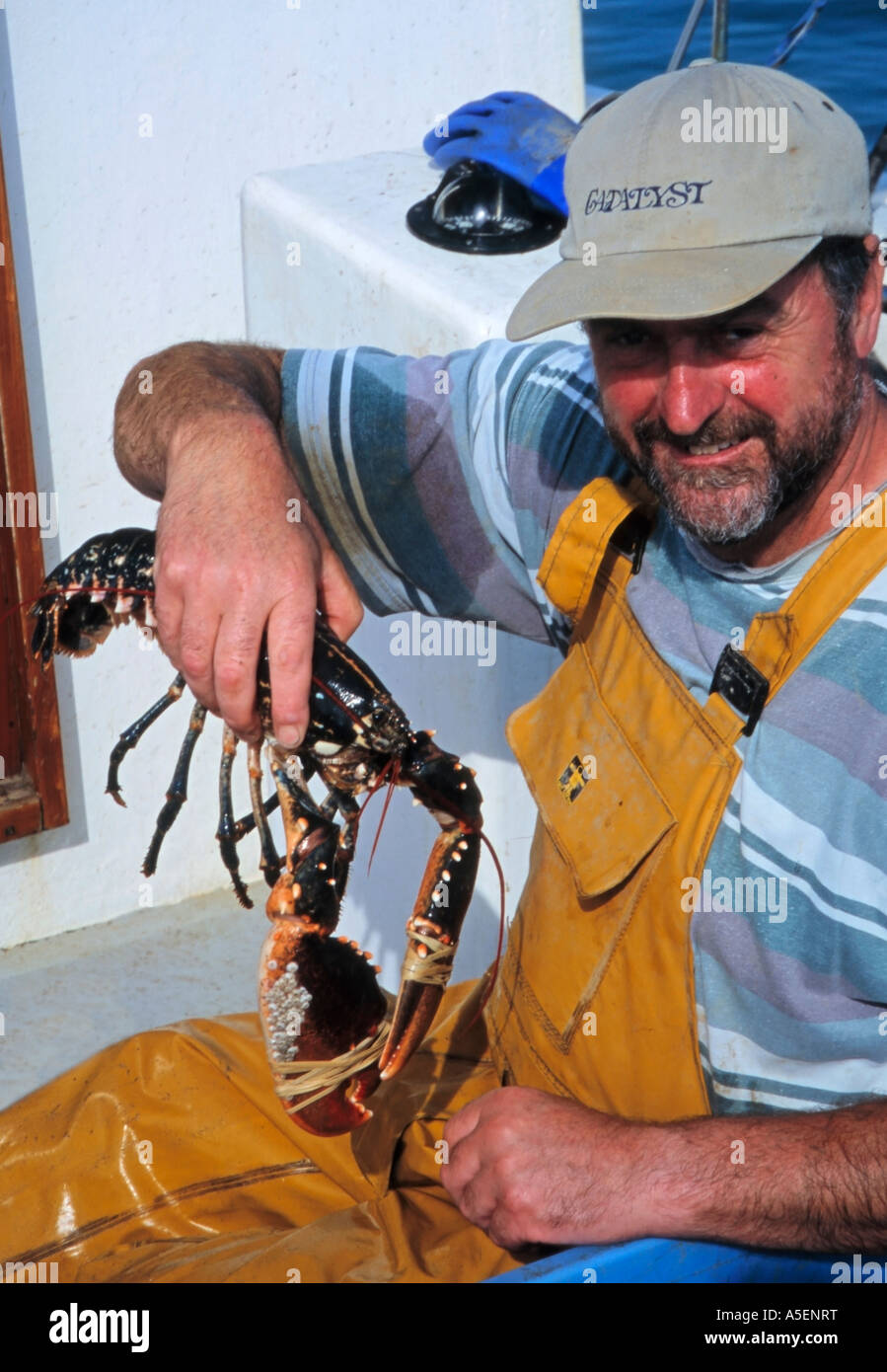 Banding the claws of the Lobster with Rubber band Lobster Fishing North