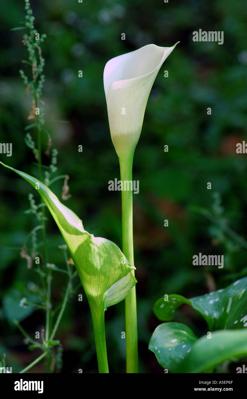 Lilly of the valley flowers hi-res stock photography and images - Alamy