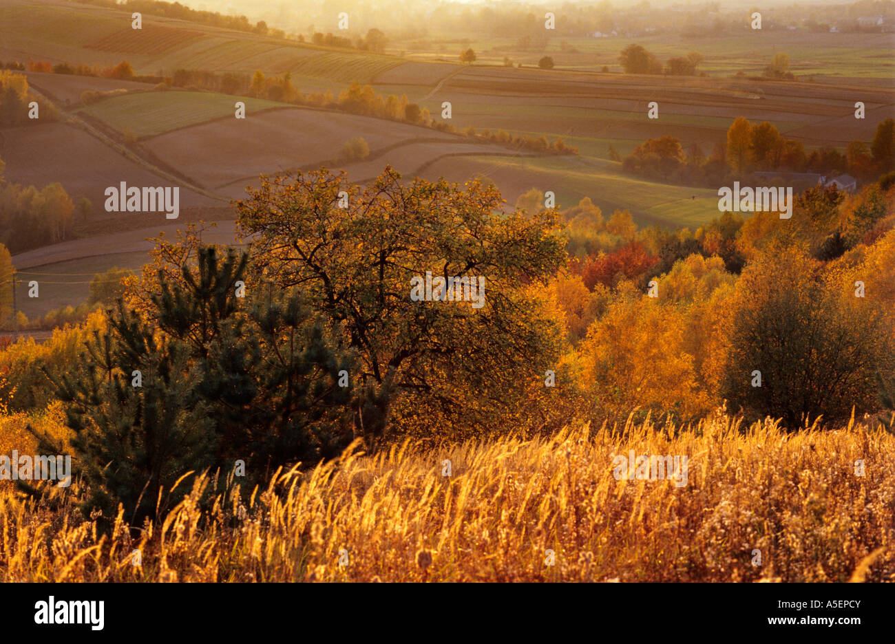 Las Roztocze Roztocze region in south east Poland Stock Photo - Alamy