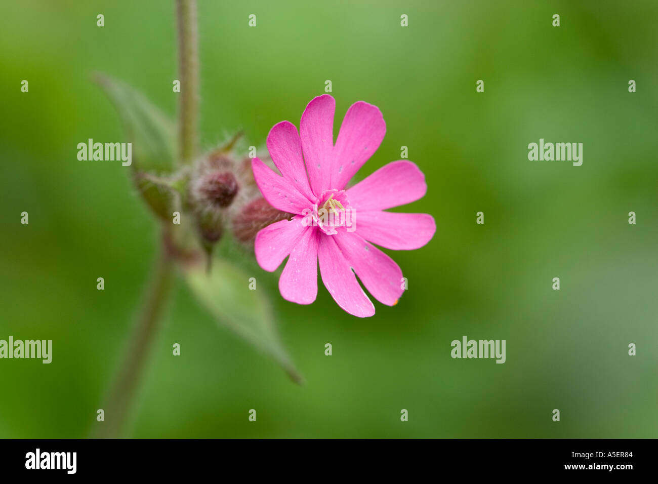Red Campion wildflower with green soft focus blurred background in morecambe lancashire uk Stock Photo