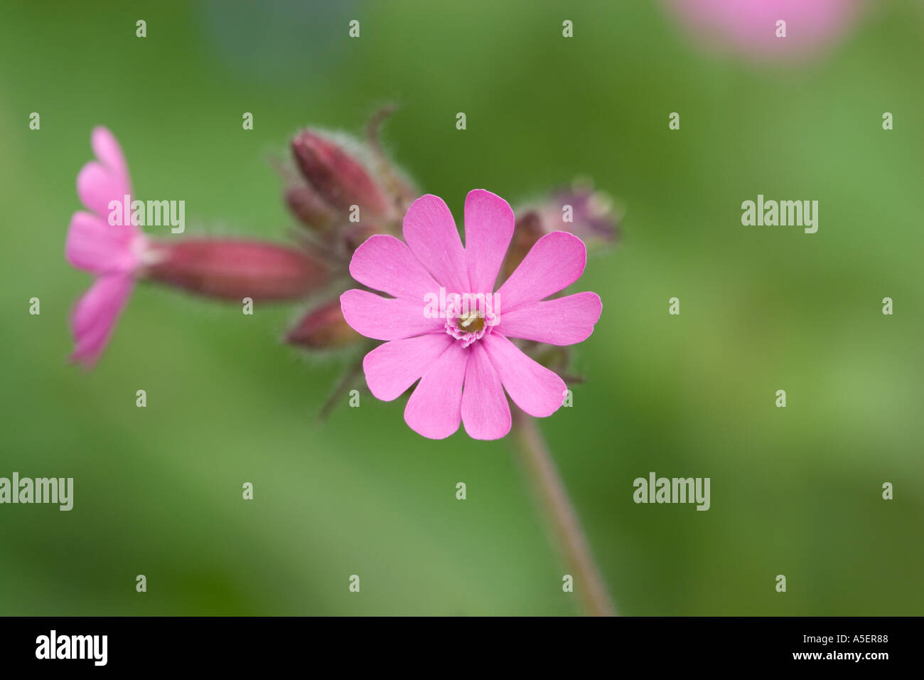 Red Campion wildflower with green soft focus blurred background in morecambe lancashire uk Stock Photo