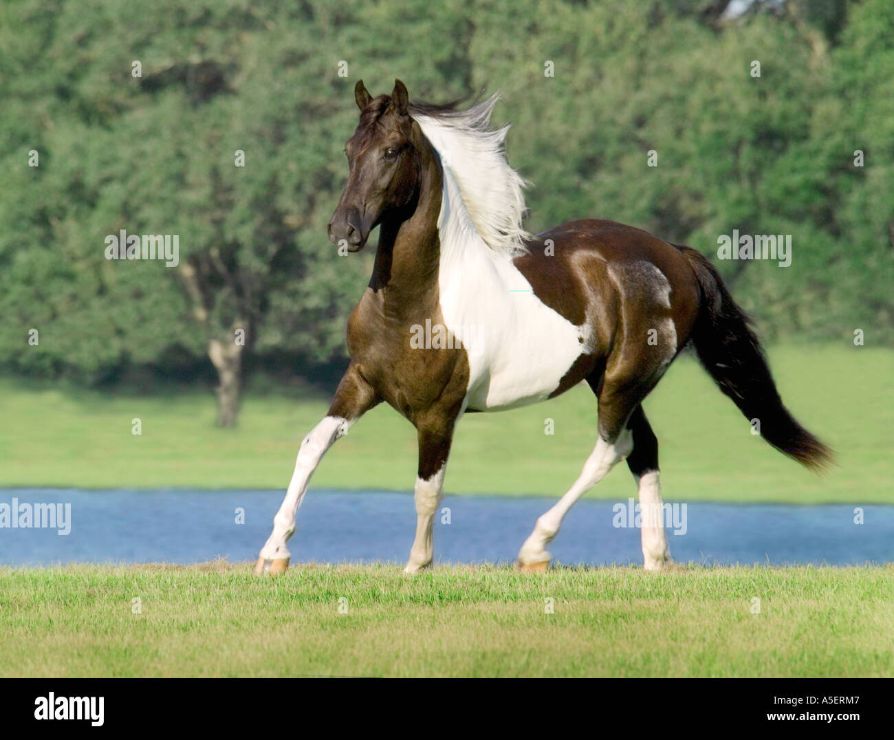 Friesian Paint Horse cross yearling colt in front of pond Stock Photo