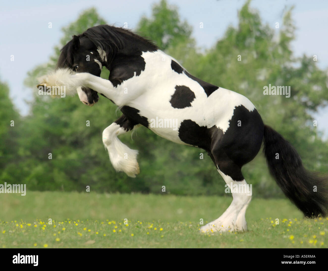 Gypsy Vanner horse colt rearing up in play Stock Photo