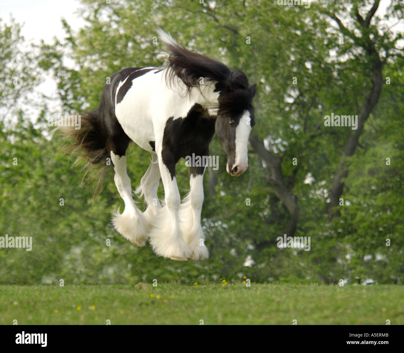 Gypsy Vanner horse jumps off ground Stock Photo Alamy