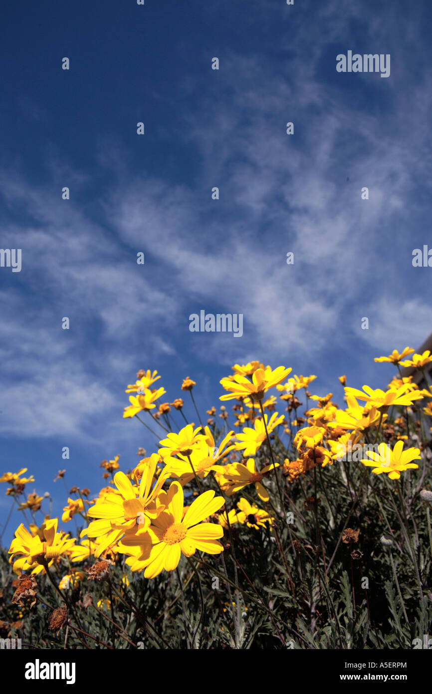 Bright yellow daisy flowers against deep blue sky Stock Photo