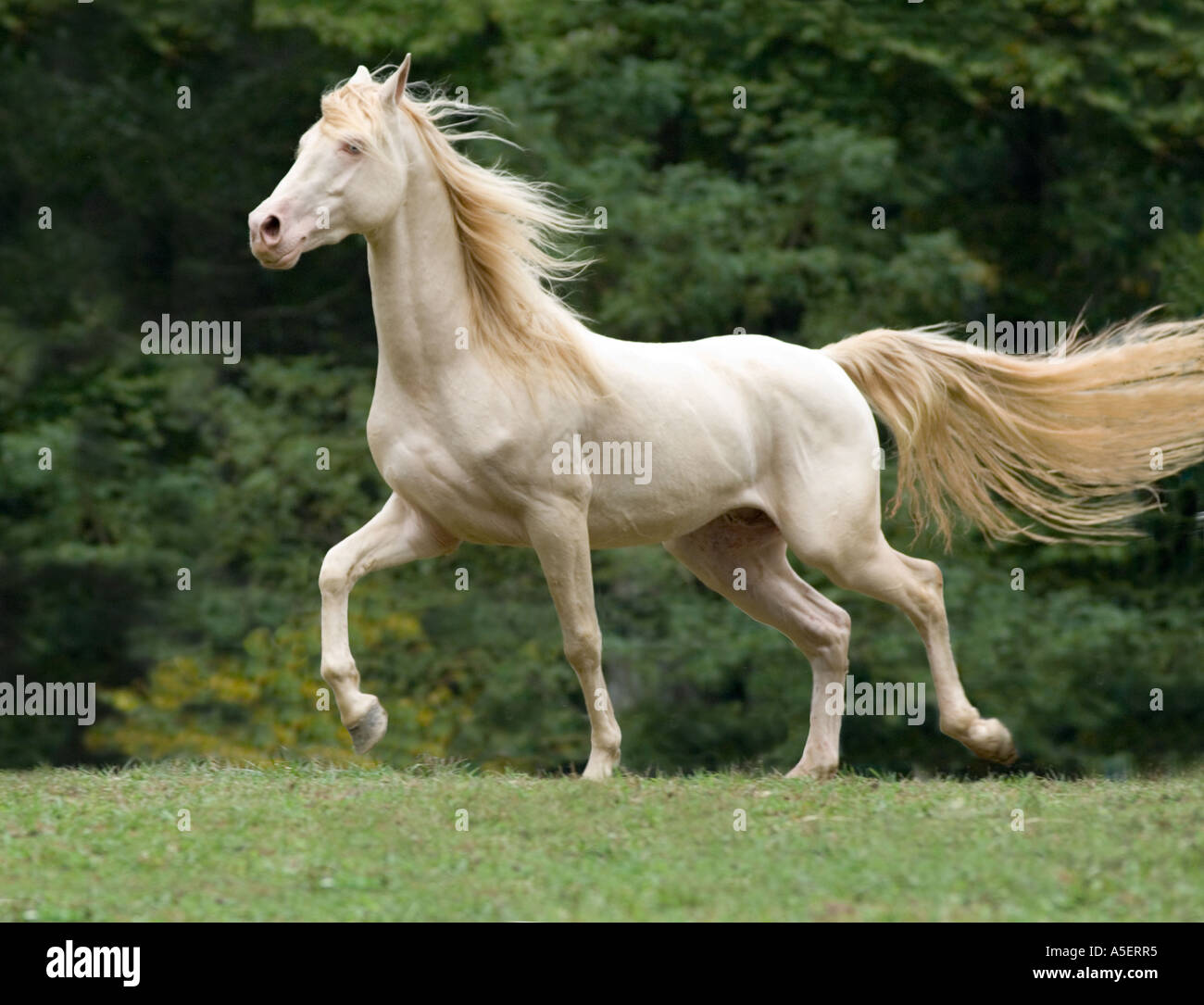 rocky mountain horse stallion