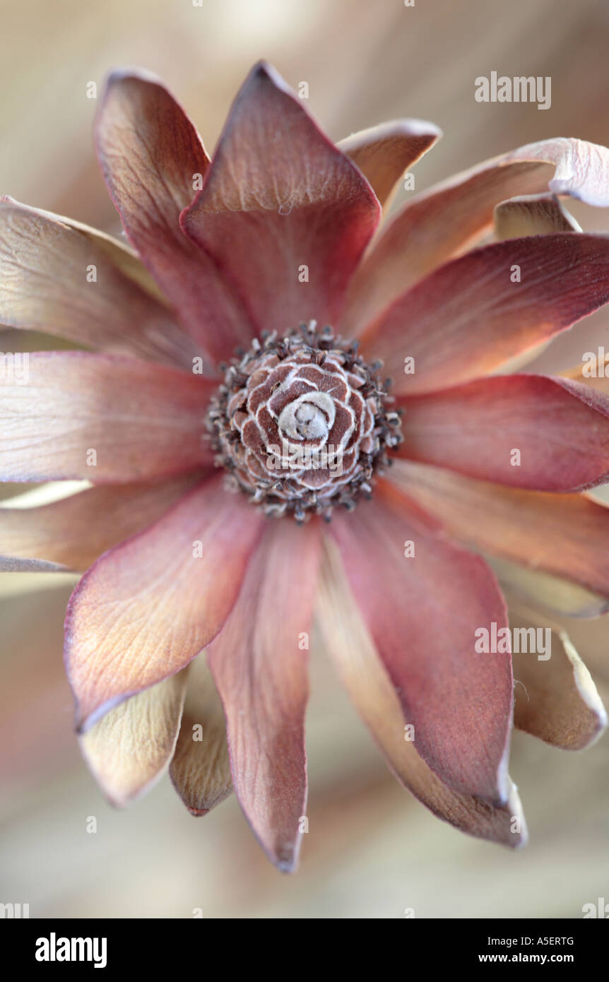 Dried protea hires stock photography and images Alamy