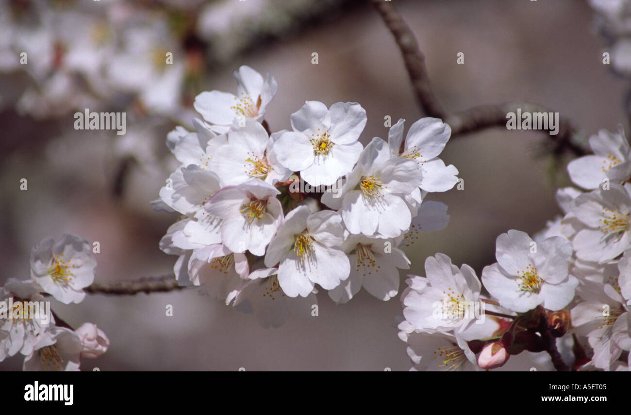 Cherry blossom up close. Shiiba, Kyushu, Japan Stock Photo - Alamy