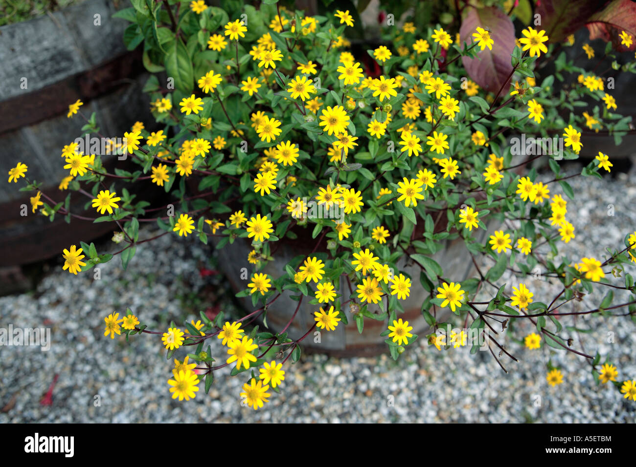 Wooden basket of yellow daisy flowers Stock Photo