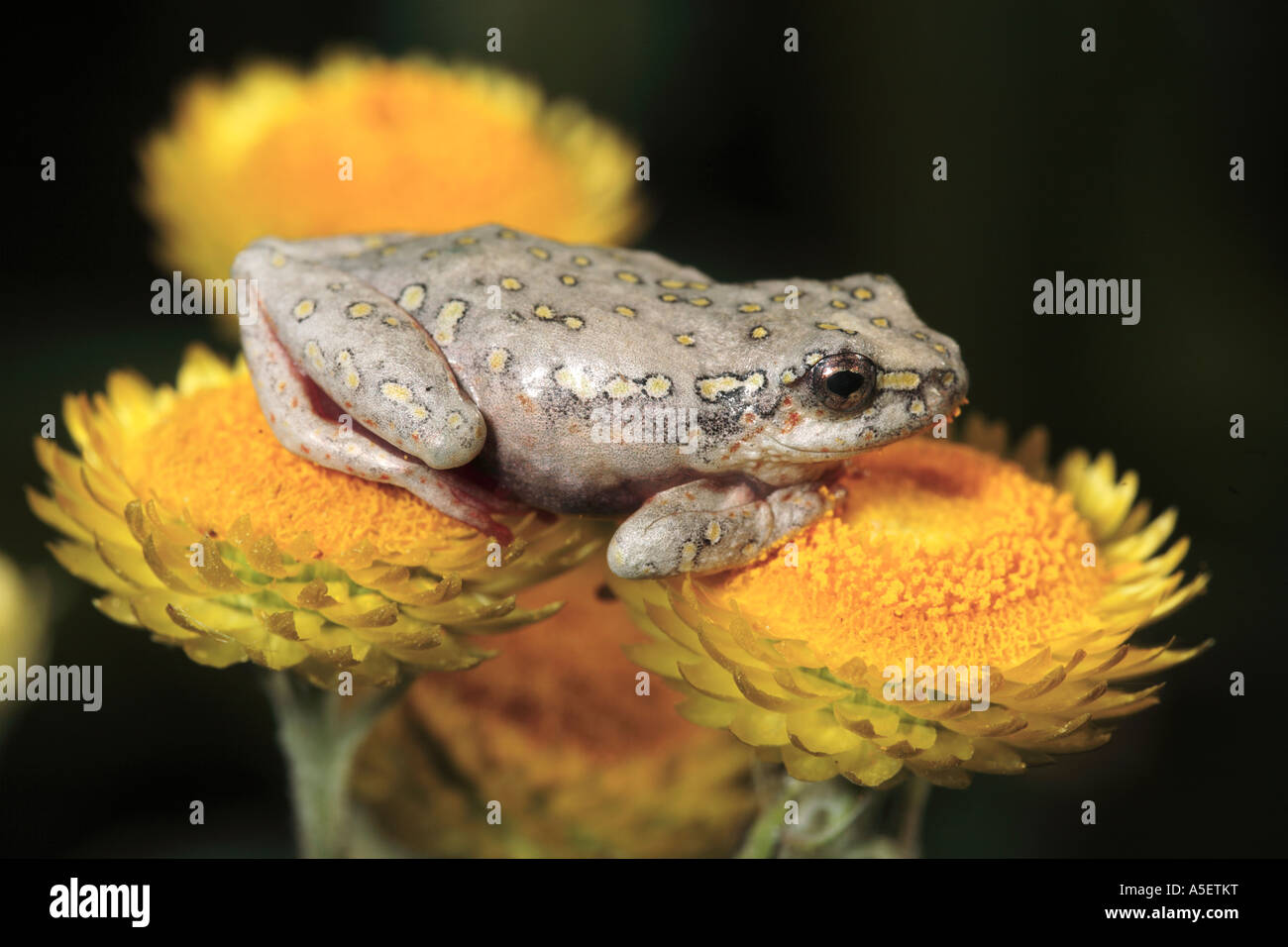 Painted reed frog sitting on yellow flower Stock Photo