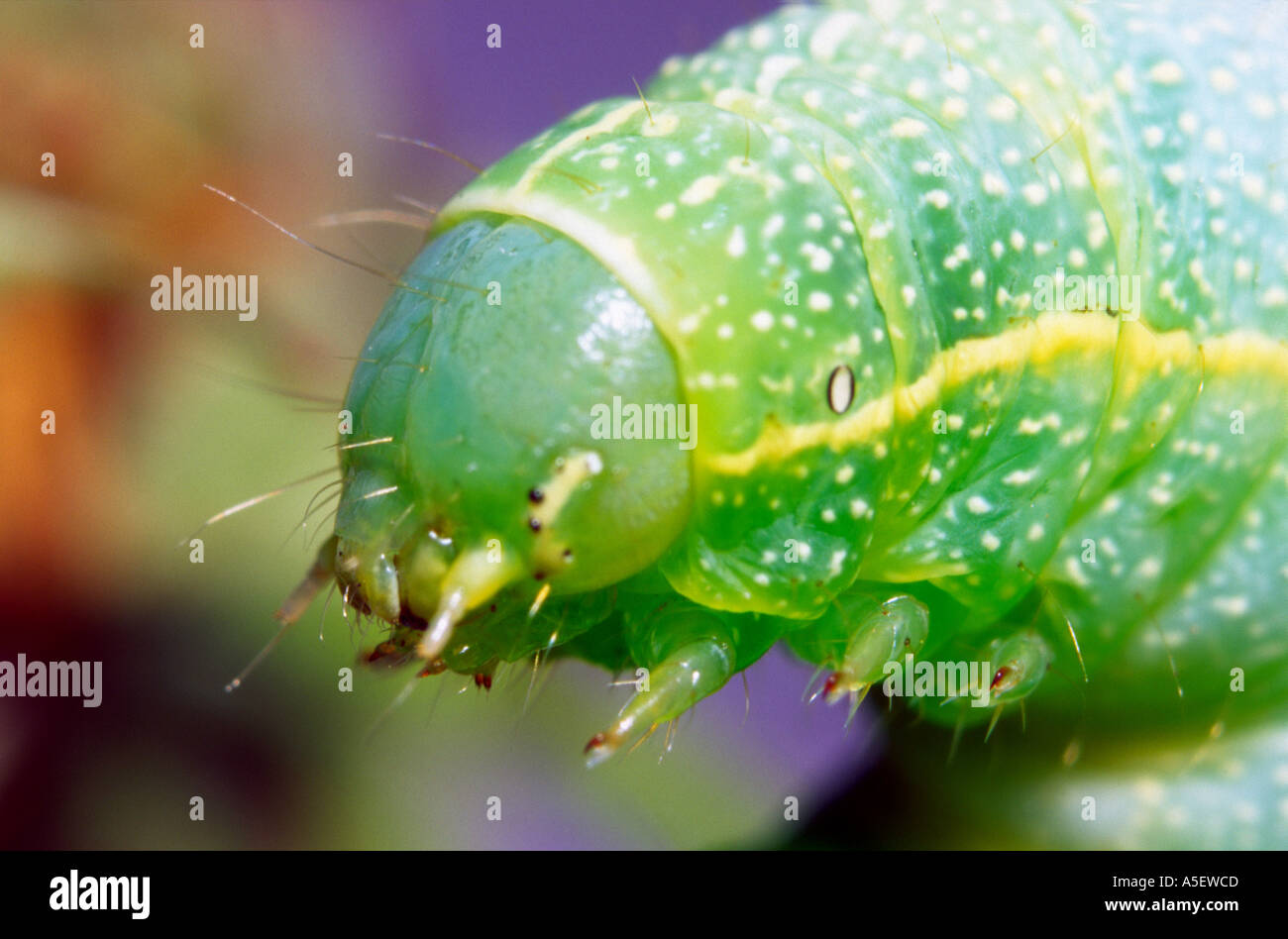Angle Shades caterpillar Stock Photo Alamy