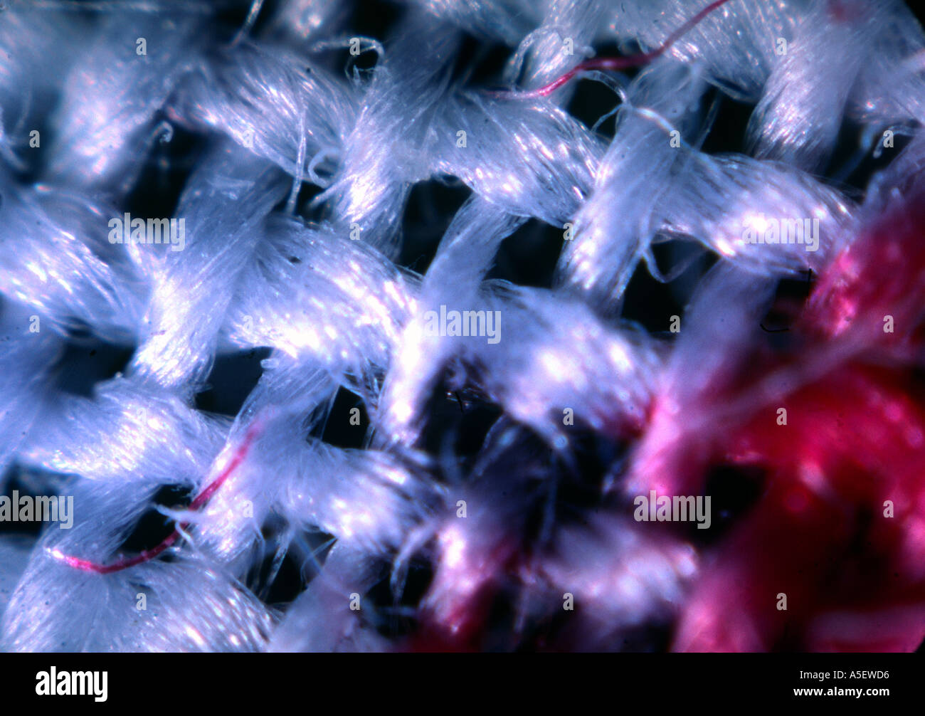 Cotton microscope hires stock photography and images Alamy