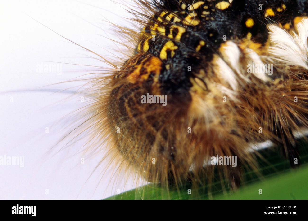 Drinker moth caterpillar Stock Photo