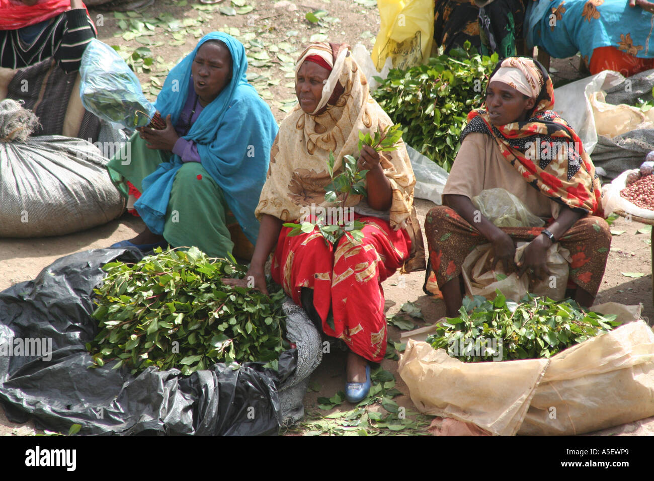 Harar, Ethiopia, women selling bundles of Qat in the market Stock Photo