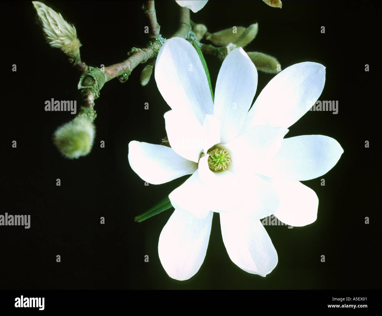 Magnolia reproduction hi-res stock photography and images - Alamy