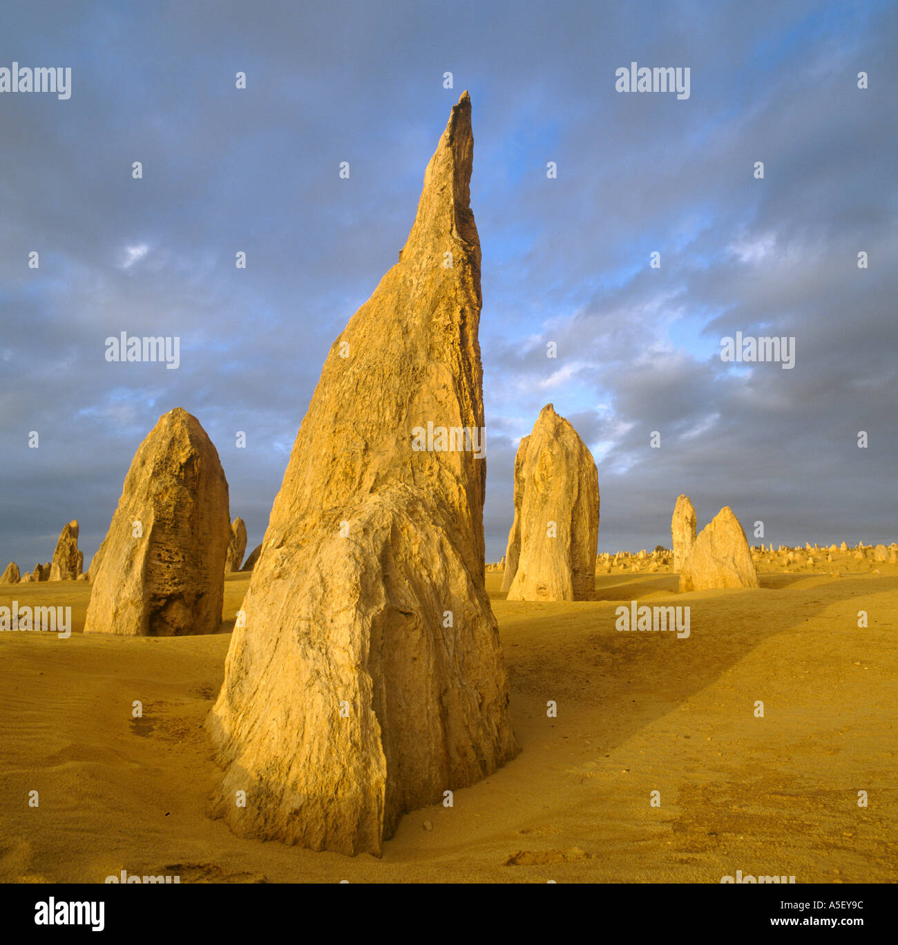 The Pinnacles in the early evening after a storm, Nambung National Park, Western Australia, Australia Stock Photo