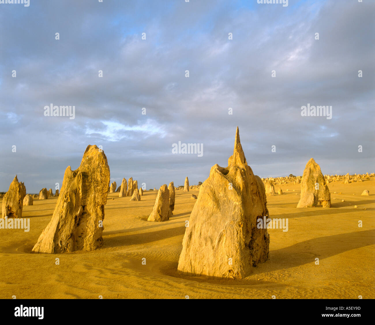 The Pinnacles in the early evening after a storm, Nambung National Park, Western Australia, Australia Stock Photo
