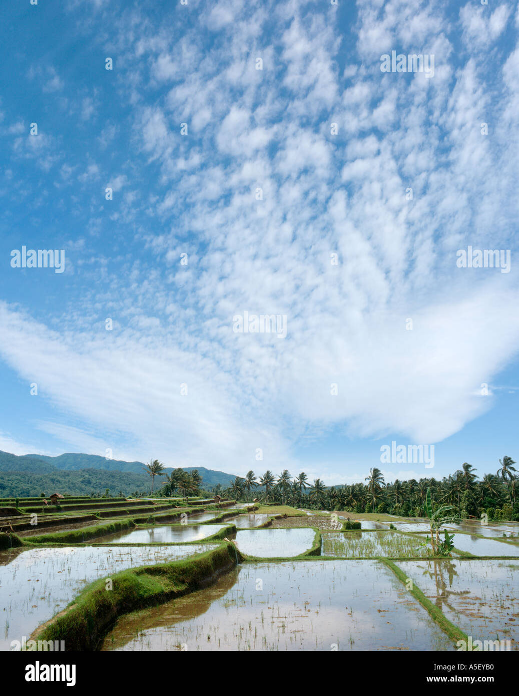Flooded rice terraces in the centre of the island, Bali, Indonesia Stock Photo