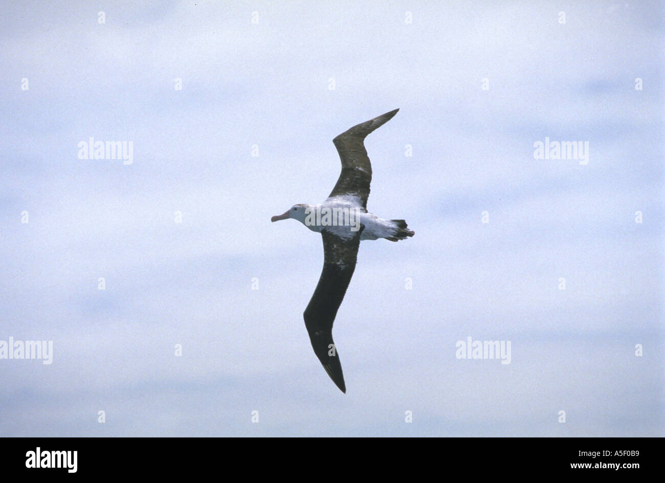 Albatross in flight Stock Photo