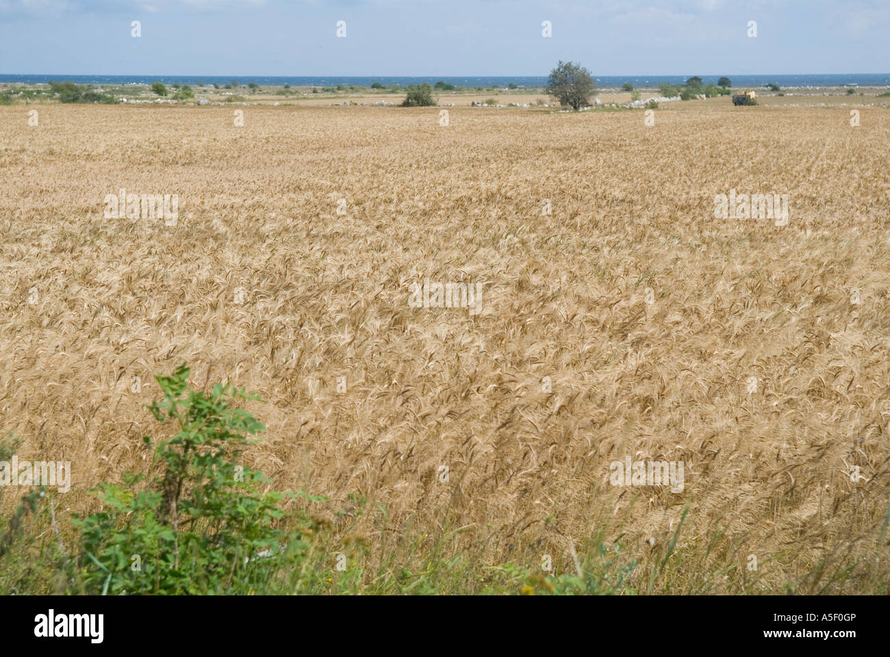 Wheat field in Sweden Stock Photo - Alamy