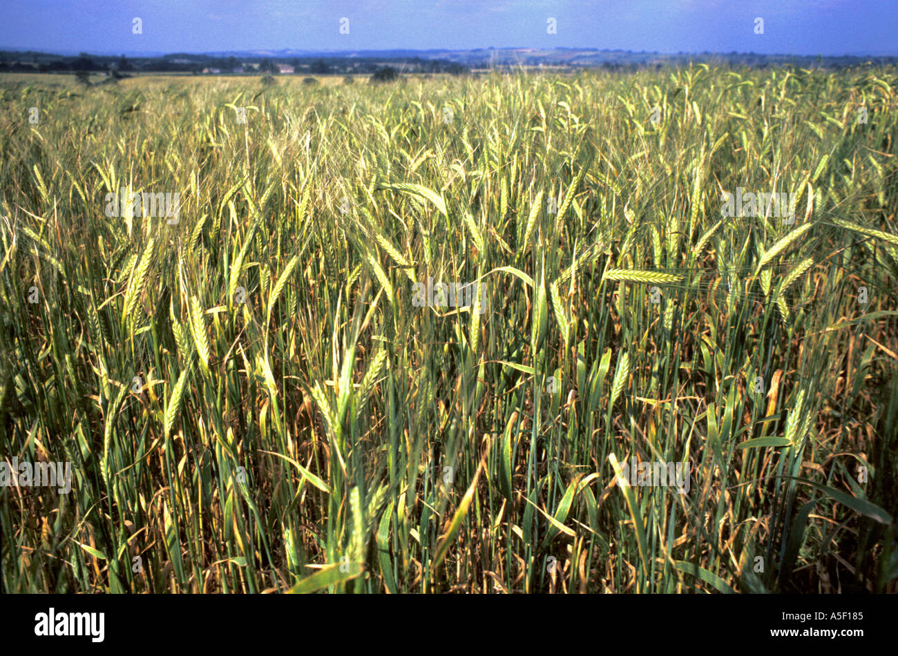 Cotswolds corn field 1964  Stock Photo