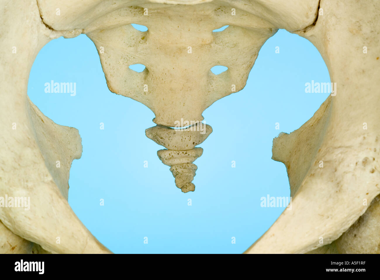Skeleton pelvis showing coccyx or tailbone Stock Photo