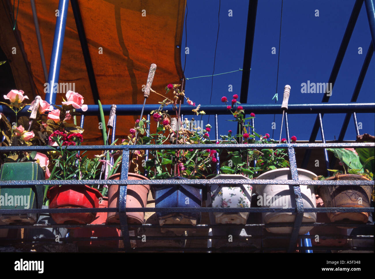 Flowers and plants make for a colourful balcony in Hong Kong Stock Photo