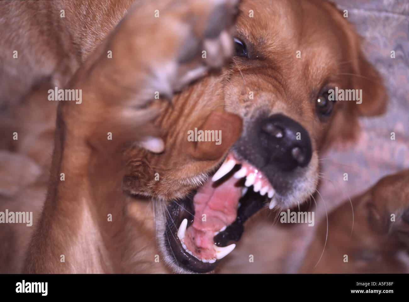 Are Golden Retrievers Dangerous Dogs