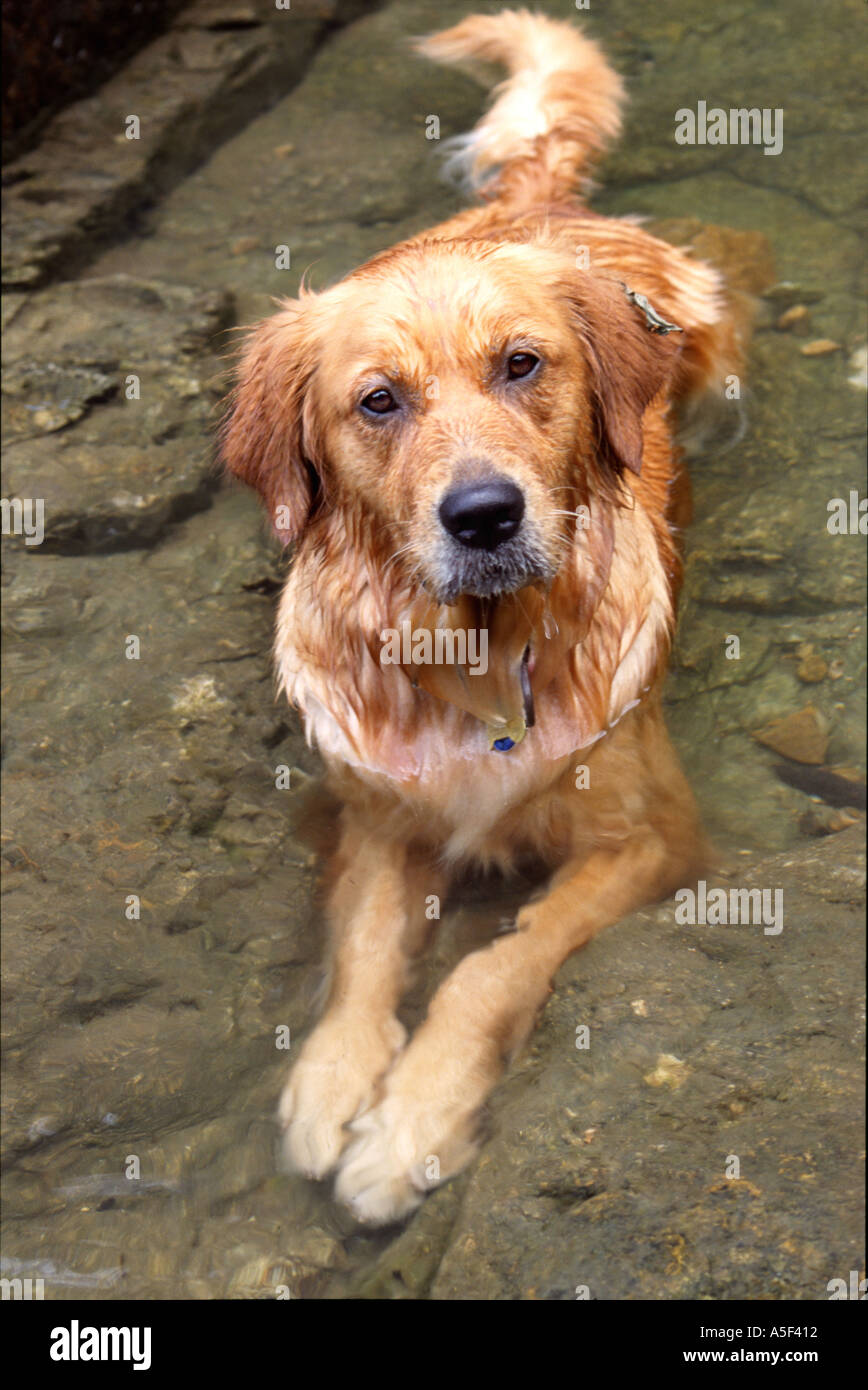 Bathing golden retriever hi-res stock photography and images - Alamy