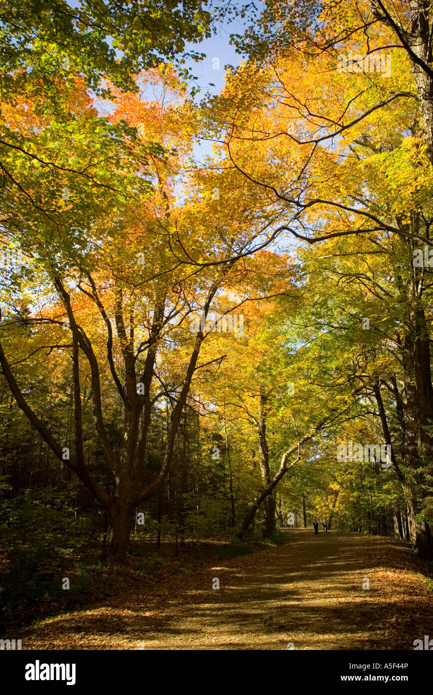 Woods on Mount Royal Montreal Canada Stock Photo Alamy