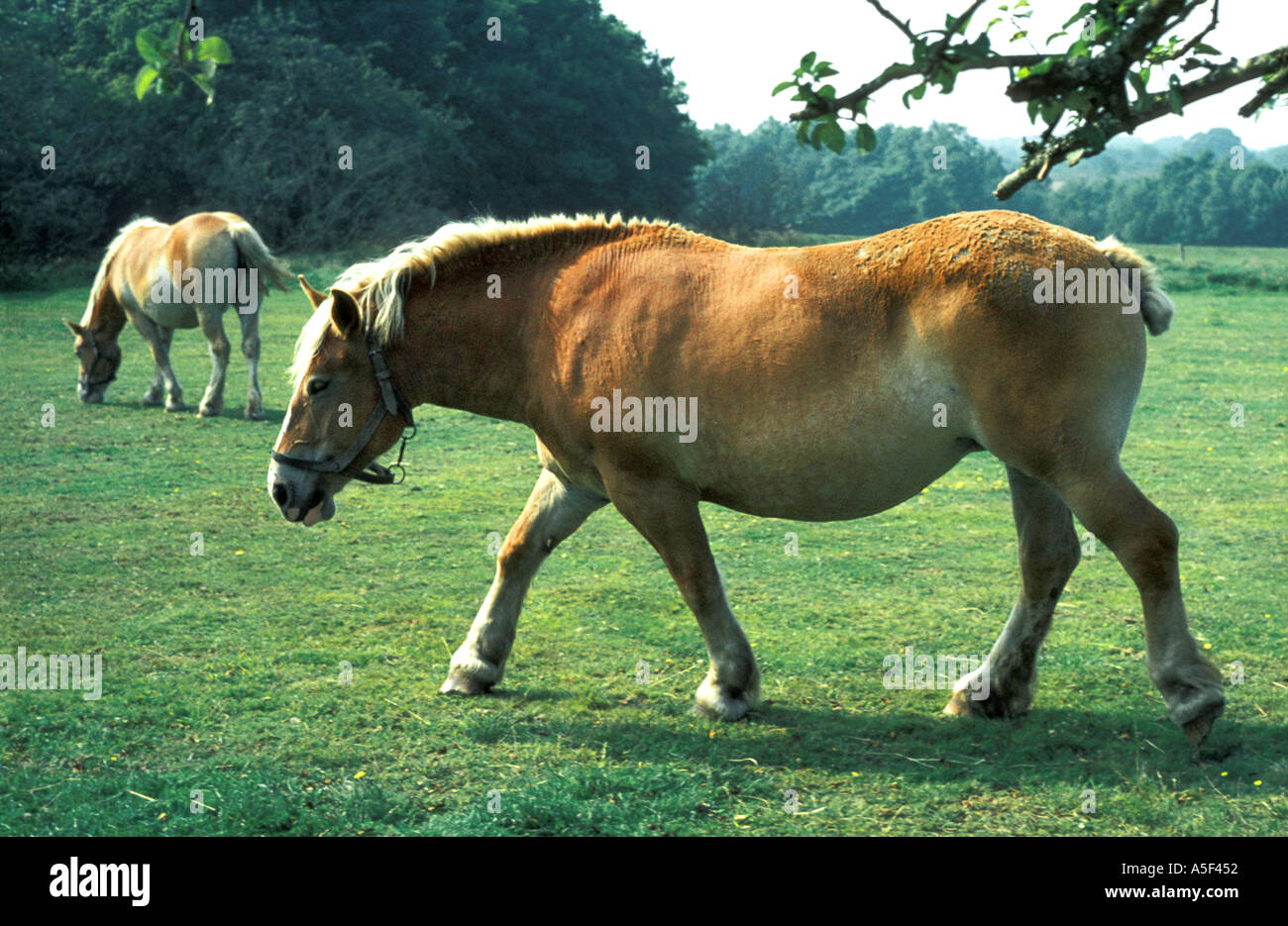 France Normandy Percheron horse in 1972  Stock Photo