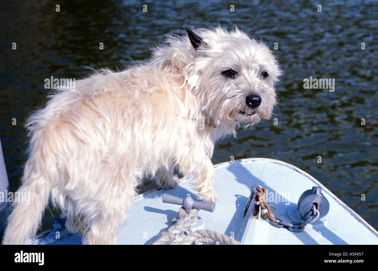 Dog on a boat on the River Ouse  Stock Photo