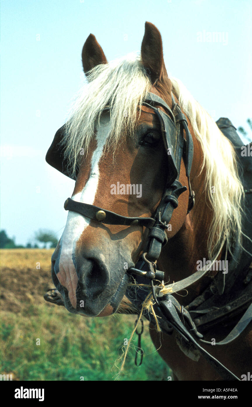 France Normandy Carthorse in 1972  Stock Photo