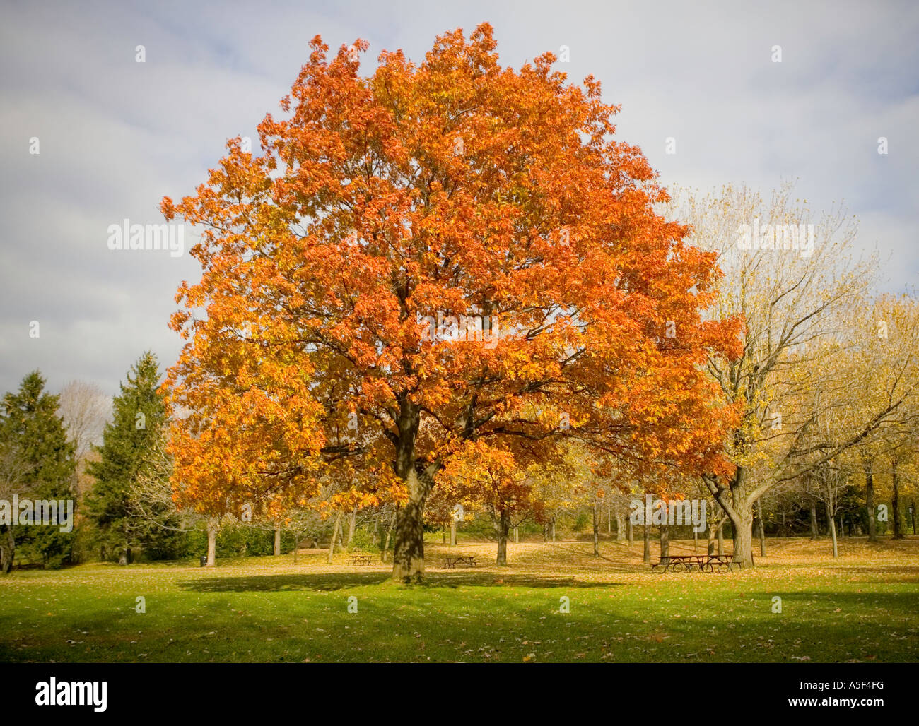 Tree in Autumn - tree in Fall Stock Photo - Alamy