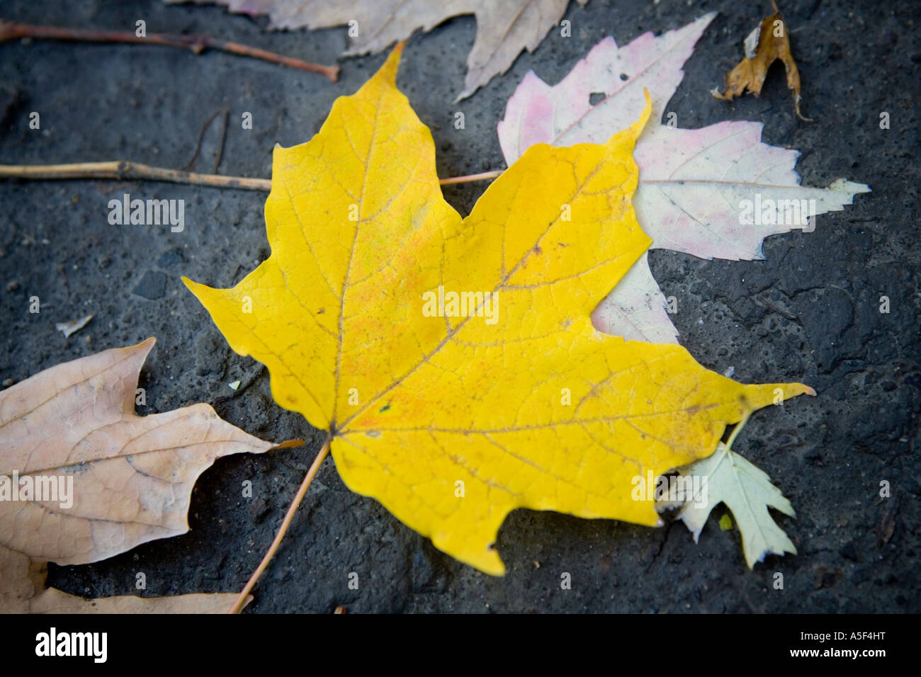 Yellow maple leaf on the ground in the Autumn or Fall Stock Photo - Alamy