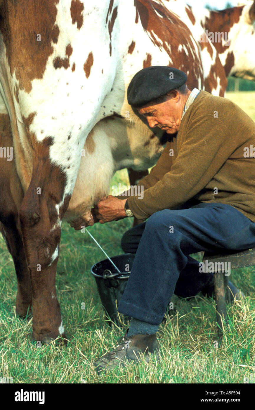 Man milking a cow Normandy France 1970s  Stock Photo