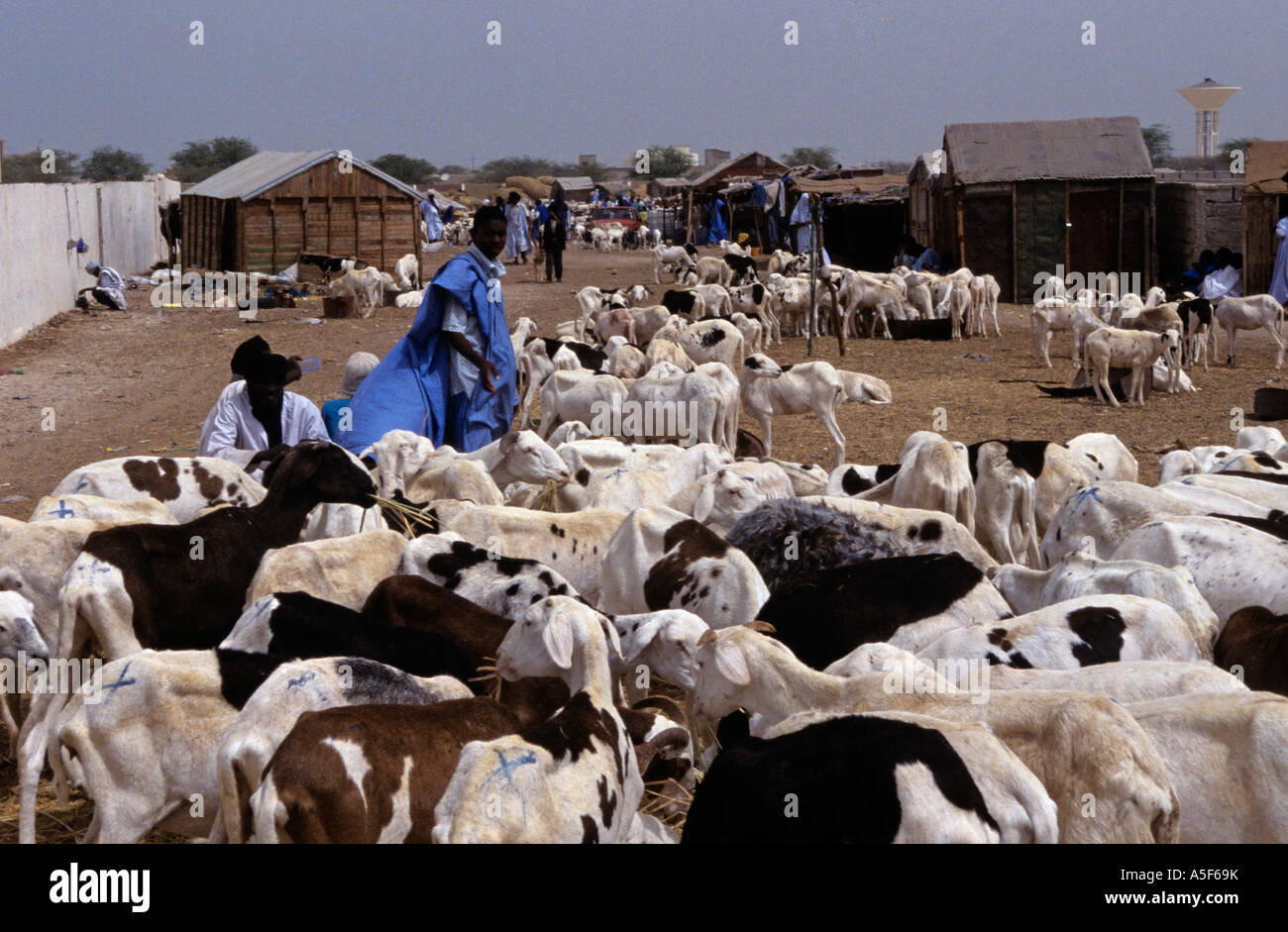 Shepherds and their goats at goat market, Nouakchott, Mauritania, Africa Stock Photo